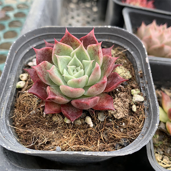 Echeveria hyalina X longissima