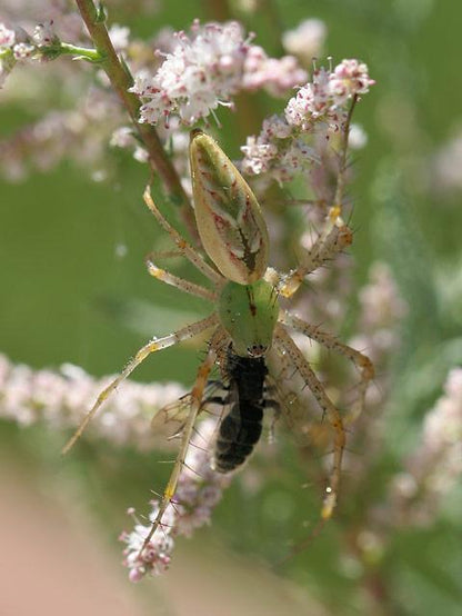 Lynx Spider (Oxyopes daksima)