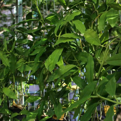 Hoya imperialis Red