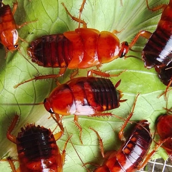 Cherry Cockroach