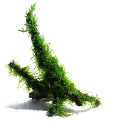 Moss on Driftwood