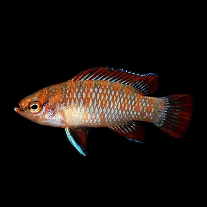 Scarlet Badis (Dario dario)
