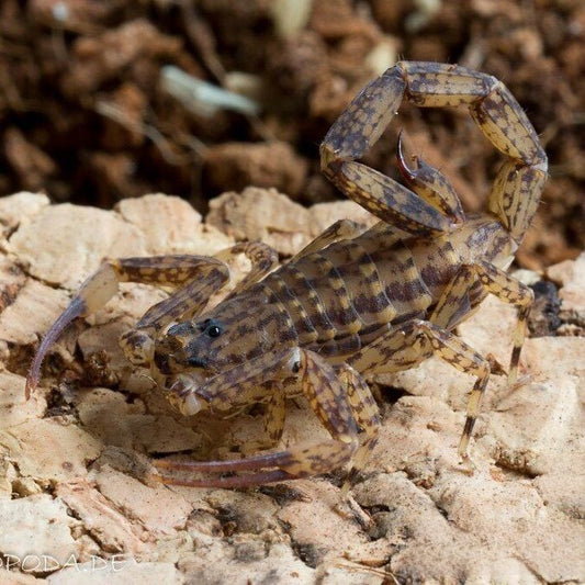 Chinese Swimming Scorpion (Lychas mucronatus)