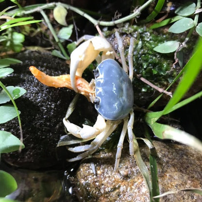 Blue Jade Crab (Geothelphusa sp var. Blue)