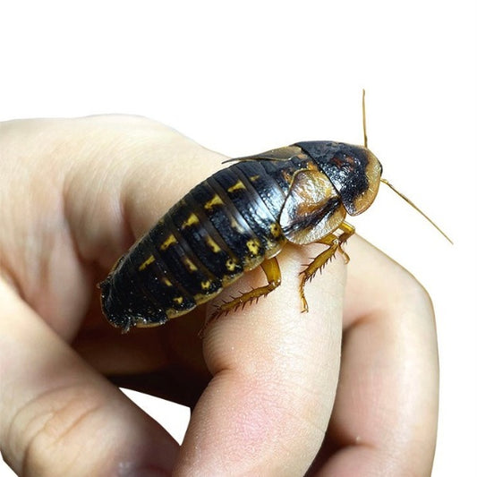 Cherry Cockroach Live Feeder – My Home Nature