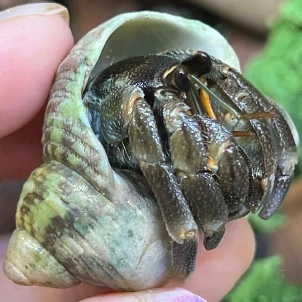 Marble Hermit Crab(Coenobita pseudorugosus)