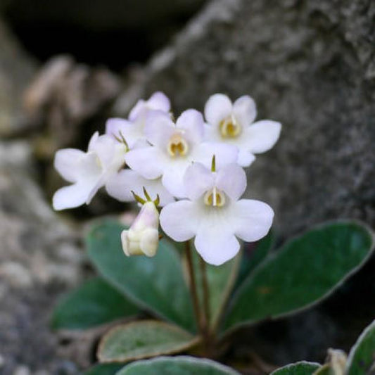 Paraboea guilinensis