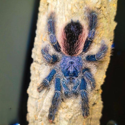 Peruvian purple pinktoe tarantula  (Avicularia juruensis)