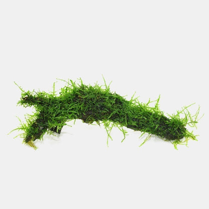 Moss on Driftwood