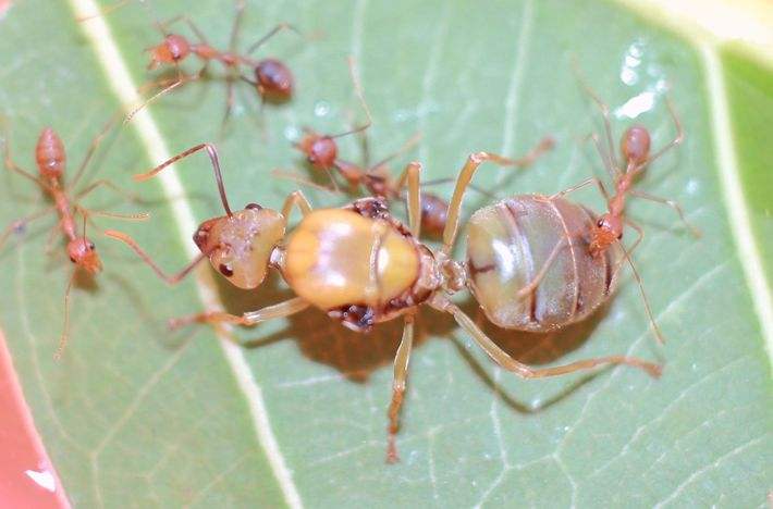 Asian Weaver Ants (Oecophylla smaragdina)