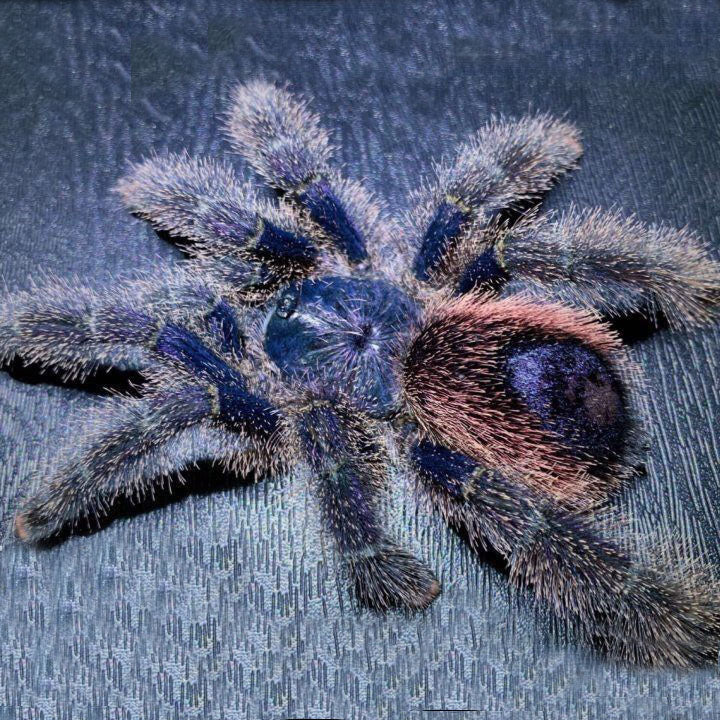 Peruvian purple pinktoe tarantula  (Avicularia juruensis)