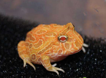 Pumpkin Pacman Frog (Ceratophrys cranwelli)