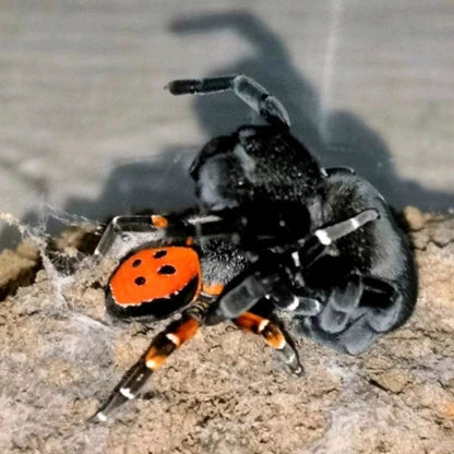 Ladybird Spider\Velvet Spider