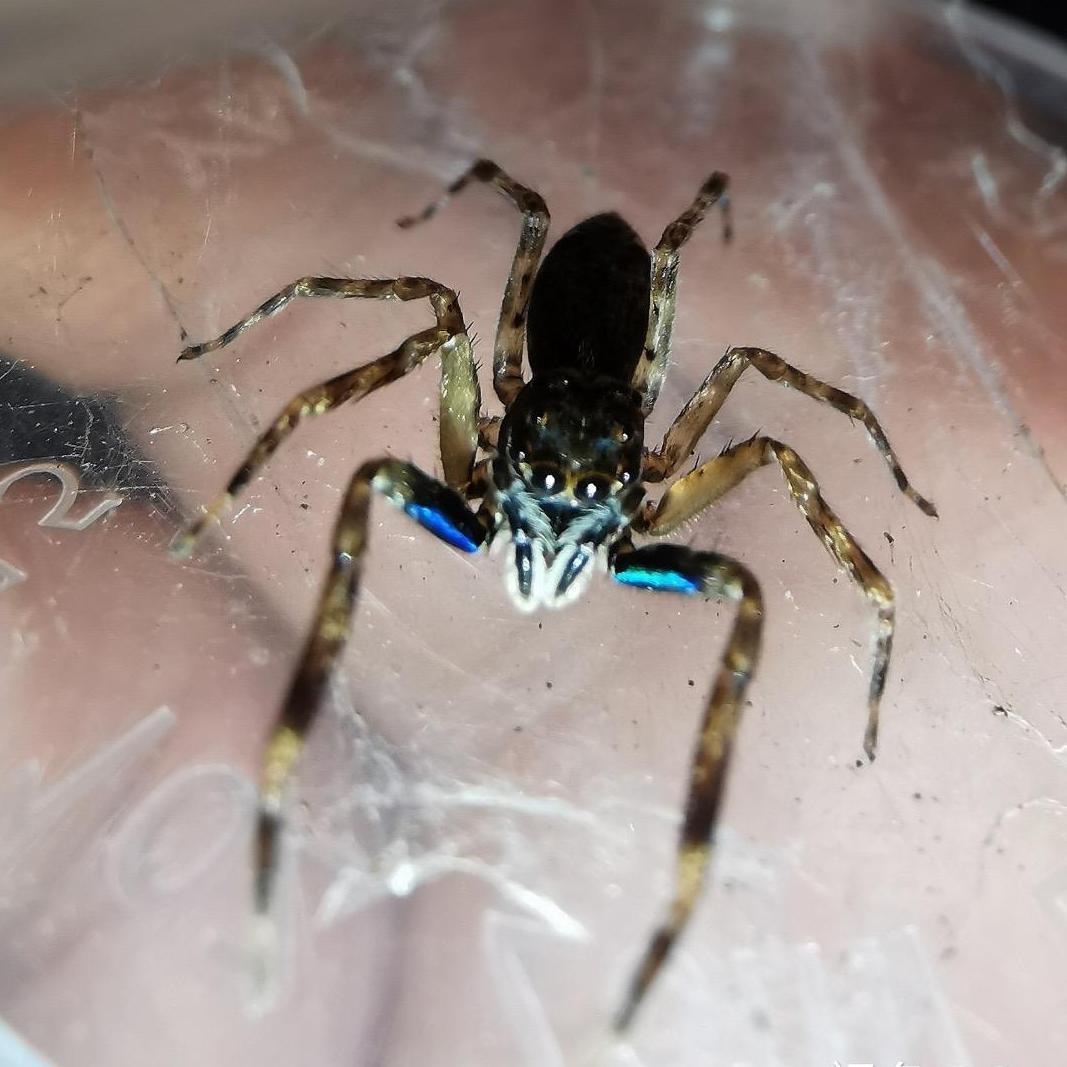 Chinese Jumping Spider ( Siler cupreus ) - Live Arrival Guarantee