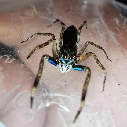 Jumping Spider (Spartaeus sp.)