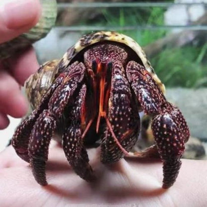 Black Strawberry Hermit Crab ( Coenobita perlatus )