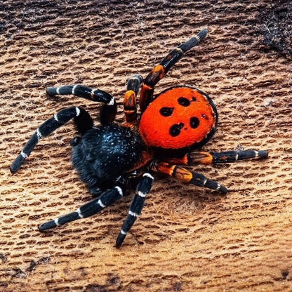Ladybird Spider\Velvet Spider