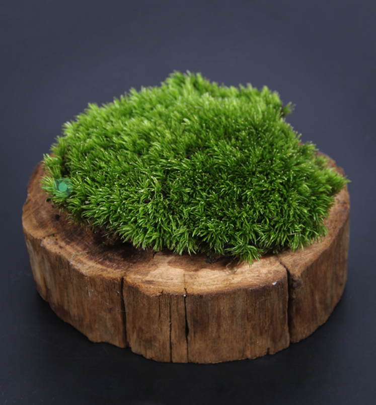 Cushion Moss ( Leucobryum glaucum ) for Sale