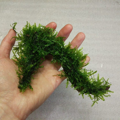 Moss on Driftwood