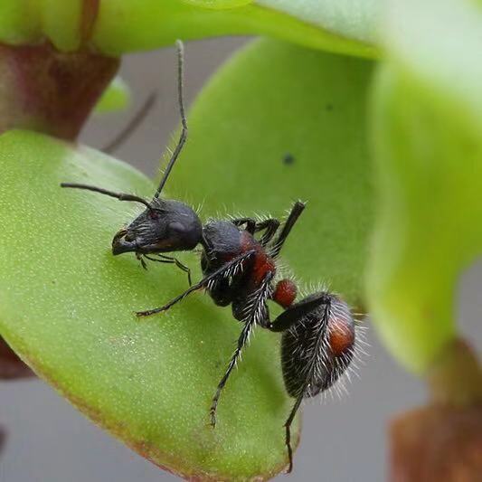 Ant colony camponotus xiangban