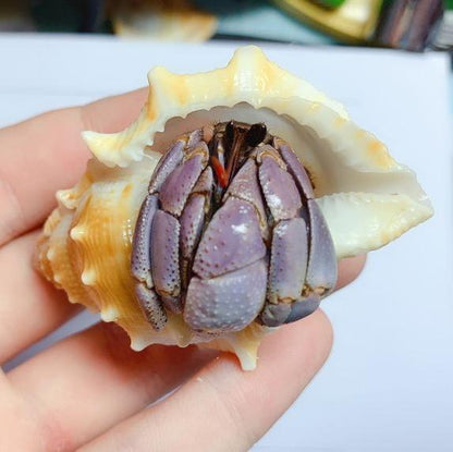 Komurasaki Land Hermit Crab ( Coenobita violascens )
