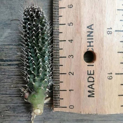 Tavaresia barklyi