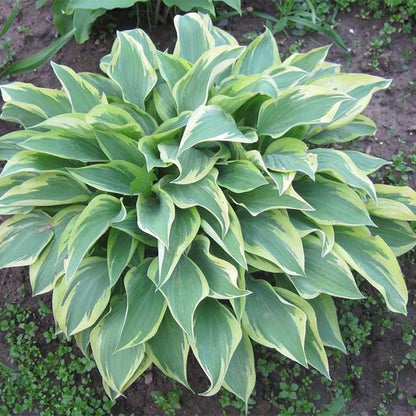 Angelique Hosta