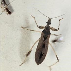 Oncocephalus pudicus
