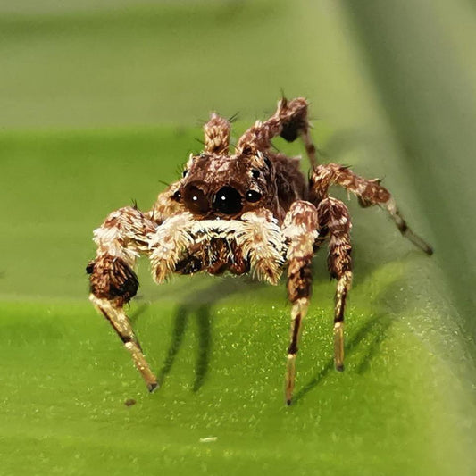 Jumping Spider (Portia sp.)