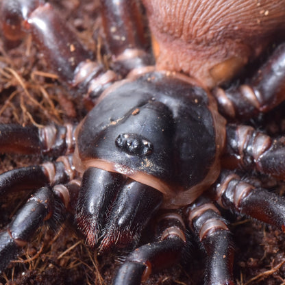 Chinese Hourglass Spider (Cyclocosmia ricketti)