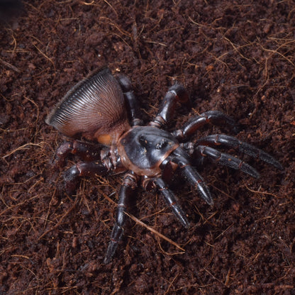Chinese Hourglass Spider (Cyclocosmia ricketti)