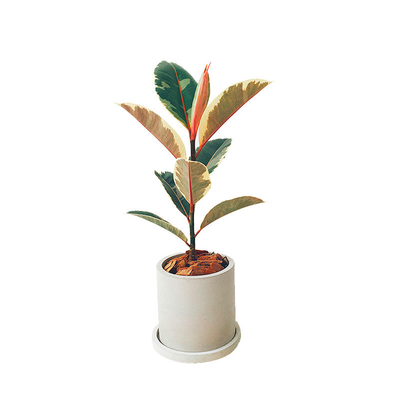 philodendron ficus Leaf Fig 'Tineke' (Philodendron spp.)