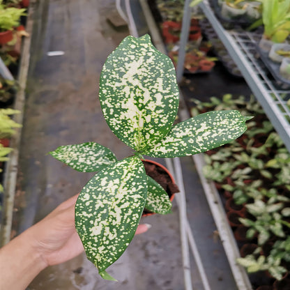 florida beauty dracaena care Dracaena Surculosa ( Florida beauty ) for Sale