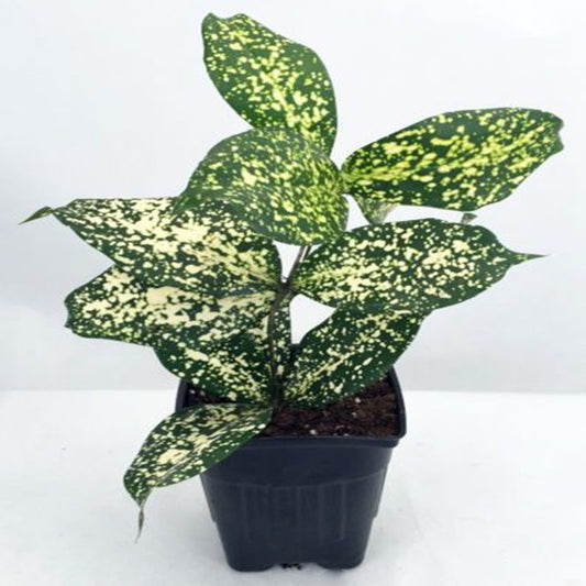 Dracaena Surculosa ( Florida beauty )