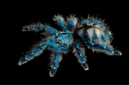 Antilles Pinktoe Tarantula (Caribena versicolor)