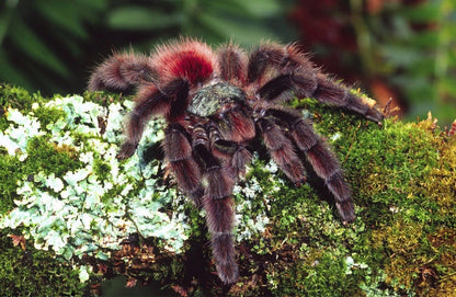 Antilles Pinktoe Tarantula (Caribena versicolor)