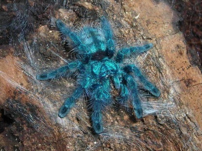 Antilles Pinktoe Tarantula (Caribena versicolor)