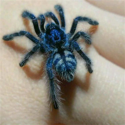 Antilles Pinktoe Tarantula (Caribena versicolor)