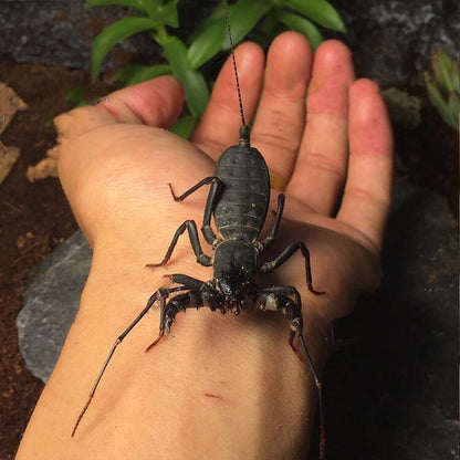 Giant Whip Scorpion (Mastigoproctus giganteus)