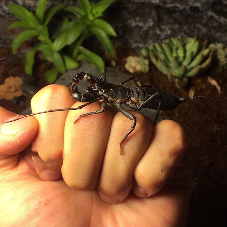 Giant Whip Scorpion (Mastigoproctus giganteus)