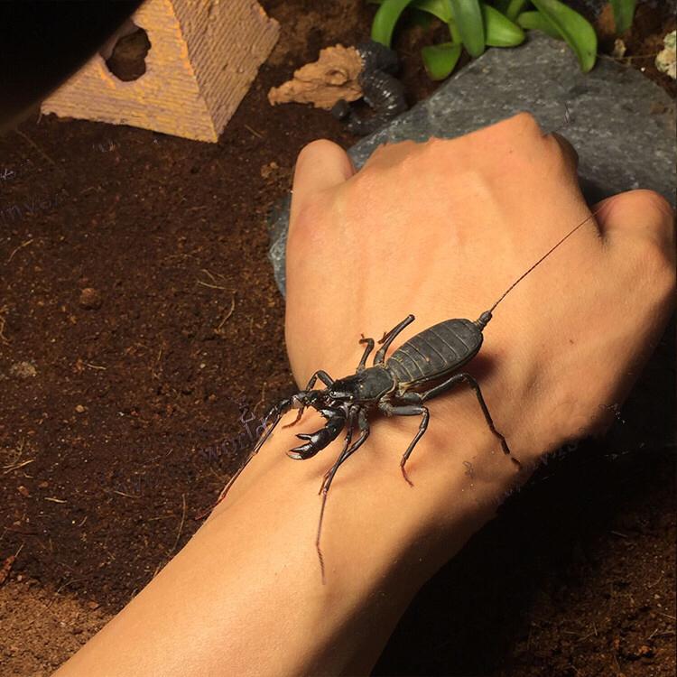 Giant Whip Scorpion (Mastigoproctus giganteus)