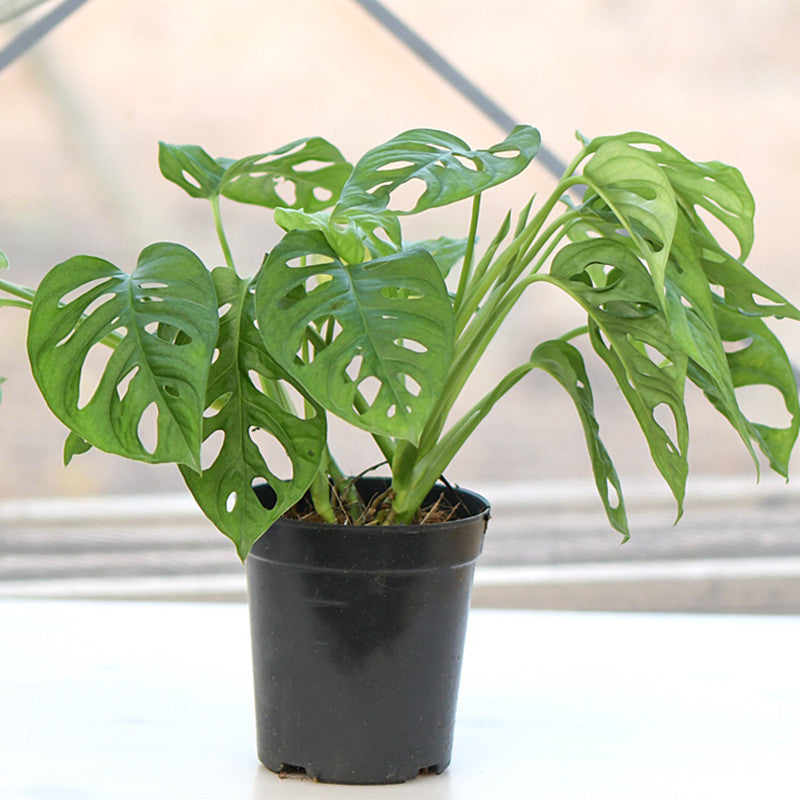 Swiss Cheese Plant ( Monstera adansonii )