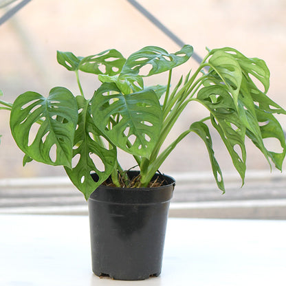 Swiss Cheese Plant ( Monstera adansonii )