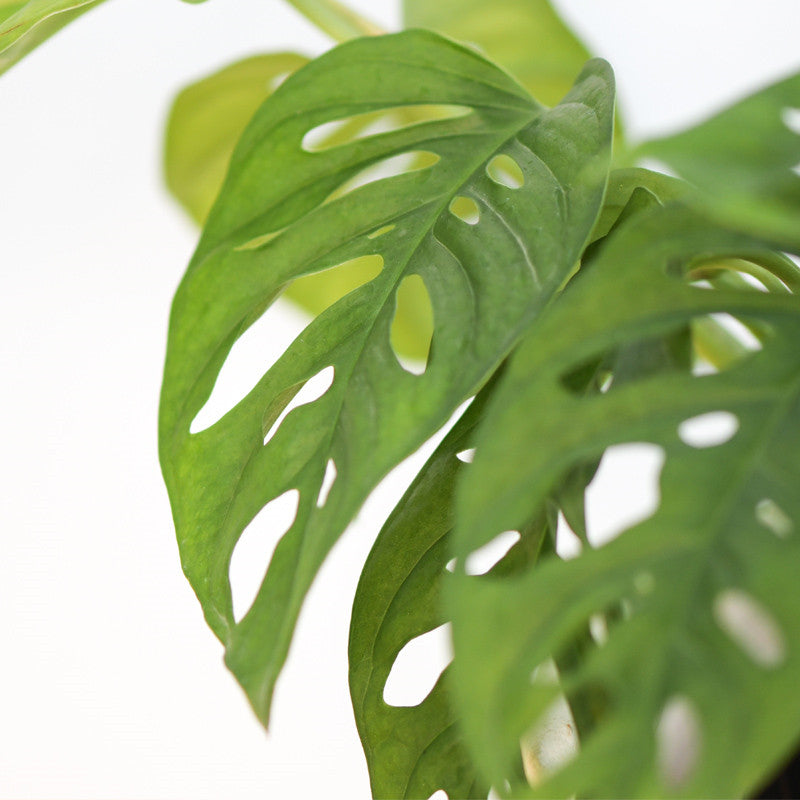 Swiss Cheese Plant ( Monstera adansonii )
