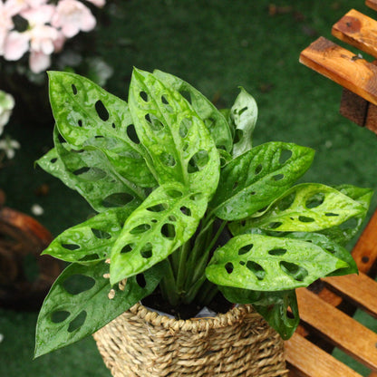 Swiss Cheese Plant ( Monstera adansonii )