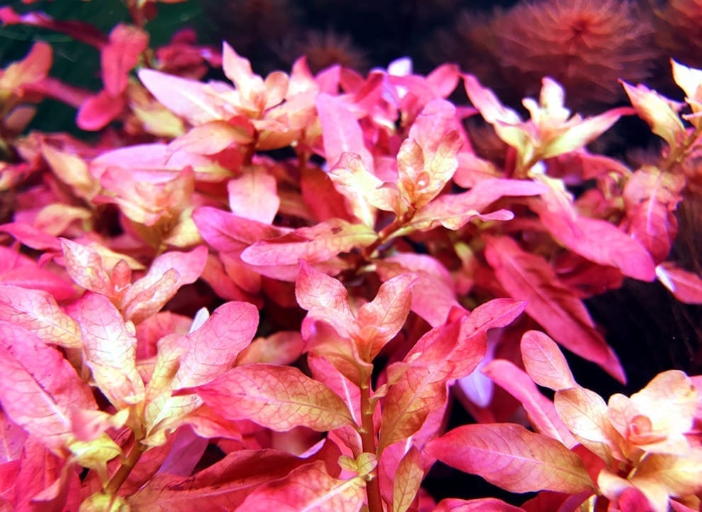 Ludwigia  inclinata