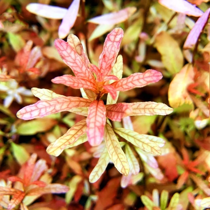 Ludwigia  inclinata