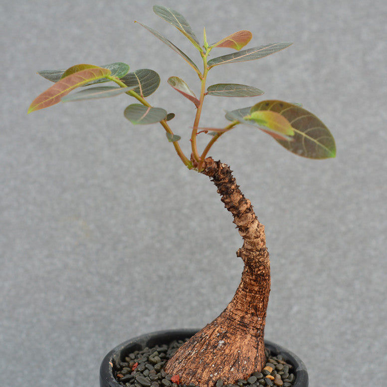 Phyllanthus Mirabilis ( Phyllanthaceae )