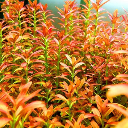 Rotala Sp. Sunset (Ammannia sp.Sulawesi)