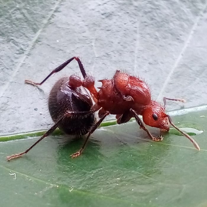 Ant colony myrmicaria brunnea